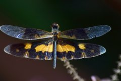 Rhyothemis variegata