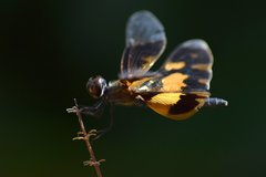 Rhyothemis variegata