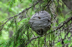 Dolichovespula media