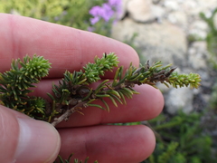 Aspalathus cliffortiifolia