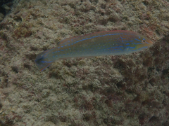 Halichoeres dispilus