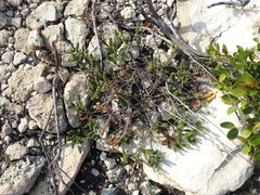 Aspalathus cliffortiifolia