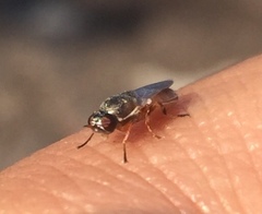 Brachycara slossonae