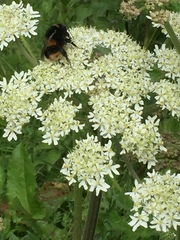Bombus terrestris