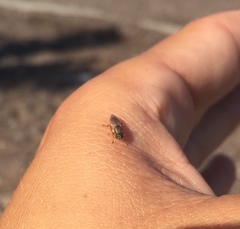 Brachycara slossonae