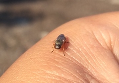 Brachycara slossonae