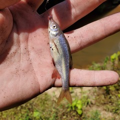 Lythrurus umbratilis