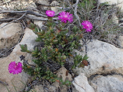 Ruschia neovirens