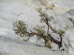 Polylepis flavipila