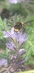 Megachile