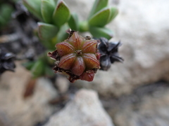 Ruschia neovirens