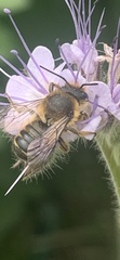 Megachile