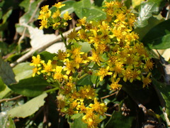 Senecio brachypodus