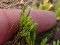 Coleonema pulchellum