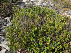 Coleonema pulchellum