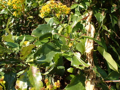 Senecio brachypodus
