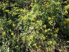 Senecio brachypodus