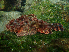 Scorpaena mystes
