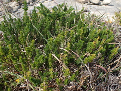 Aspalathus cliffortiifolia