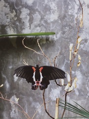 Papilio rumanzovia