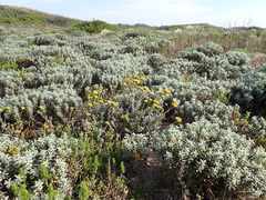 Helichrysum anomalum