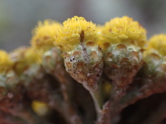 Helichrysum anomalum