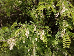Robinia pseudoacacia