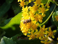 Eristalinus quinquelineatus