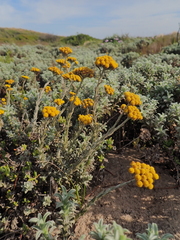 Helichrysum anomalum