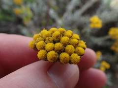 Helichrysum anomalum