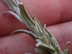 Helichrysum anomalum