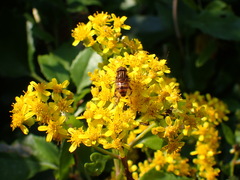 Eristalinus quinquelineatus
