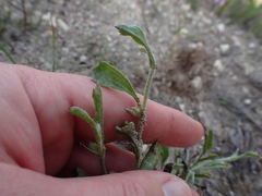 Centella tridentata hermanniifolia