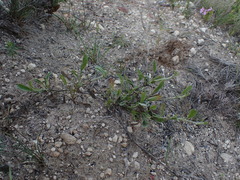 Centella tridentata hermanniifolia