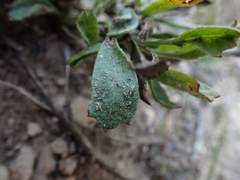 Centella tridentata hermanniifolia