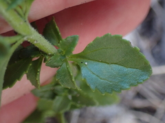 Phyllopodium bracteatum