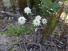 Phyllopodium bracteatum