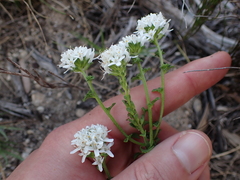 Phyllopodium bracteatum