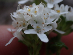 Phyllopodium bracteatum