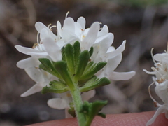 Phyllopodium bracteatum