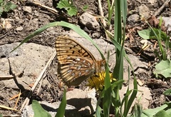 Speyeria hesperis ratonensis