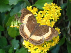 Junonia elgiva
