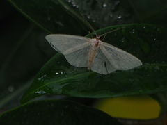 Pseudothalera carolinae