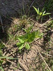 Lysimachia quadrifolia
