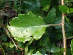 Senecio brachypodus