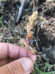Corallorhiza striata vreelandii