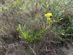 Senecio litorosus