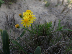 Senecio litorosus