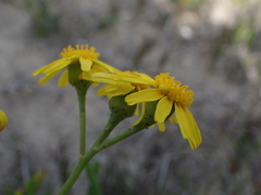 Senecio litorosus