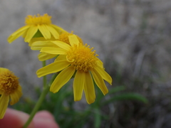 Senecio litorosus